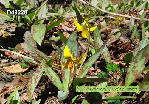 Yellow Trout Lily (Erythronium americanum)